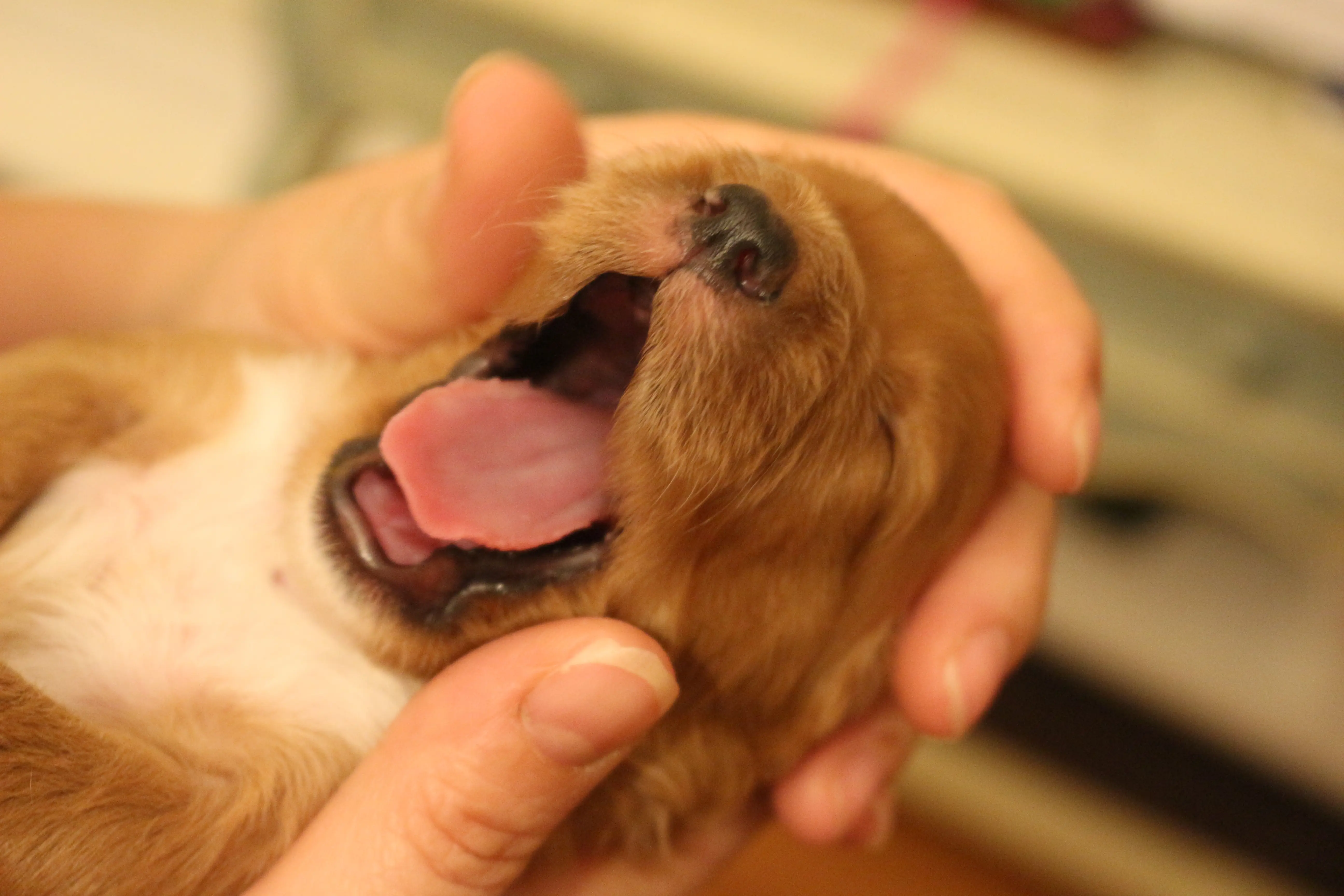Red Puppy